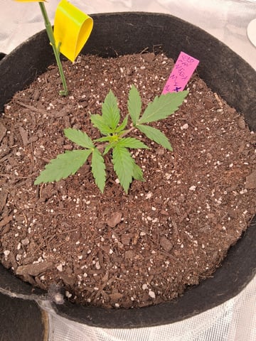 Seedman mix auto & seedman mix auto & GodFather OG — vegetative, day 26