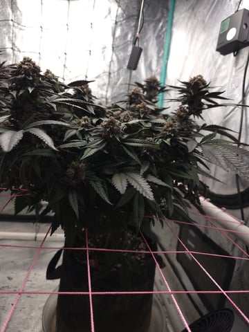 Granny Candy and PLCG — flower, day 133
