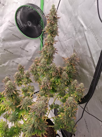 Do Si Dos -Cookies — flower, day 123