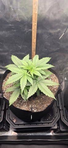 Spring Is Here... we hope... — vegetative, day 23