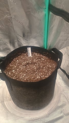 Yerba Buena — seedling_rooting, day 1