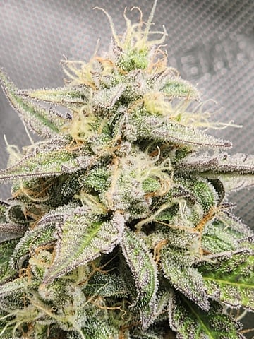 Another round of Mephisto Genetics from Schoolyard Crush and Do-si-delirium drops. — flower, day 54