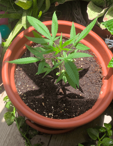 Di Luca — vegetative, day 45