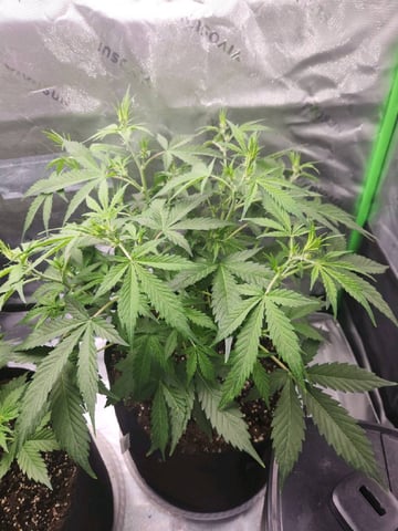 Winter Garden — flower, day 27