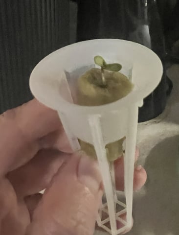 Inside Mother Plants — germination, day 6