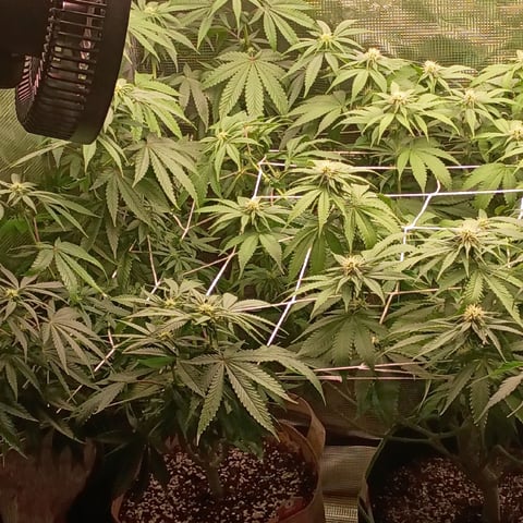 TentPlantLightFan — flower, day 92