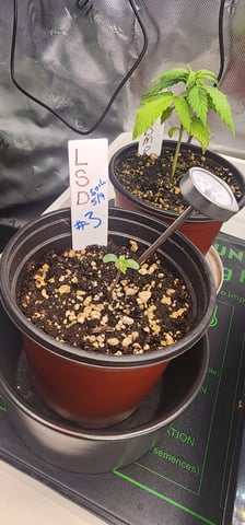 Here We Grow... — seedling_rooting, day 23