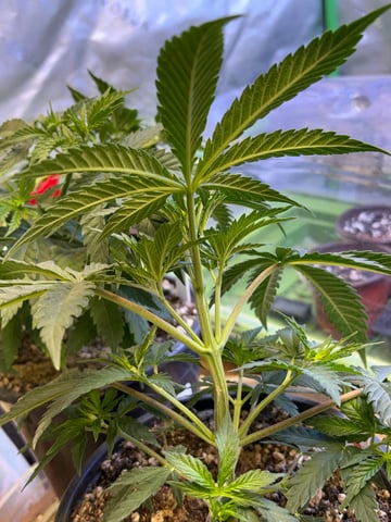 Apollo x Jealousy  — vegetative, day 14