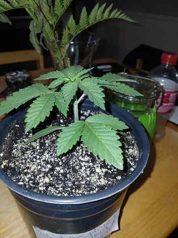 CountryG  — seedling_rooting, day 25