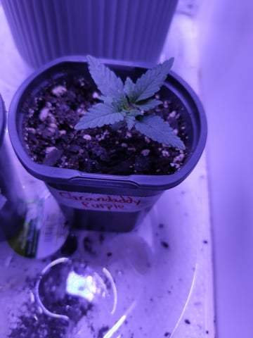 2nd grow — seedling_rooting, day 13