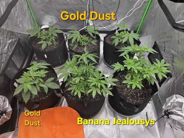 new bee's  — flower, day 111