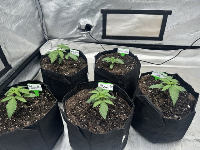 PBB and SN — vegetative, day 24