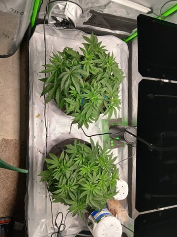 fruity pebbles, cap junky — vegetative, day 46