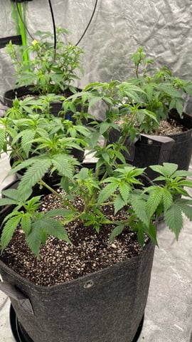 Clones GodFather OG Clones — vegetative, day 37