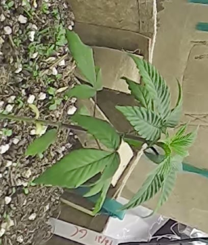 new tent — seedling_rooting, day 35