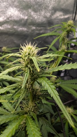 Grow 2 — vegetative, day 65