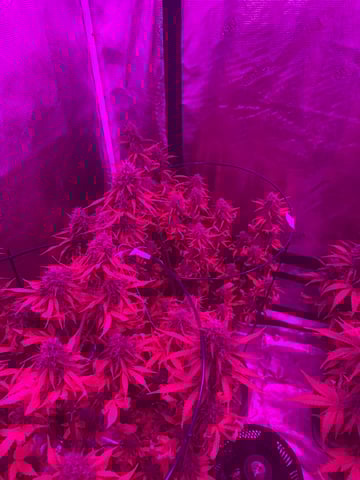 First Auto — auto, day 104