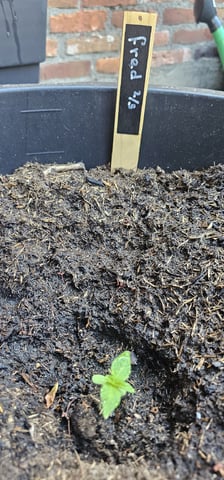Purple Haze Autoflower — vegetative, day 18