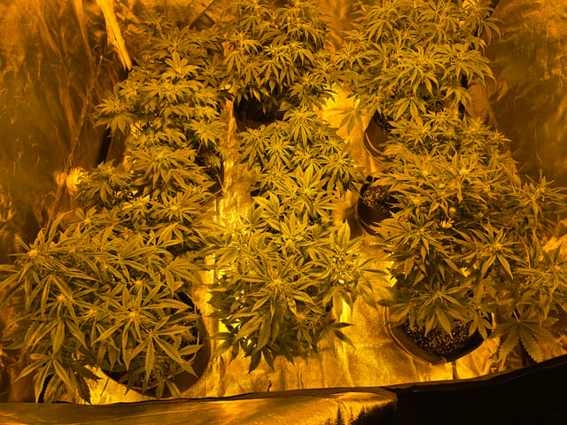 2nd Autoflower Indoor Grow — flower, day 45