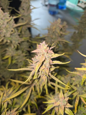 First Autoflower Indoor — flower, day 40