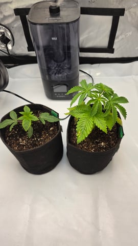 ethos genetics  — vegetative, day 25