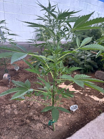 new seeds grow #2 — flower, day 50