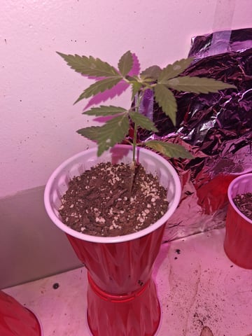 White Widow & Skittlez — flower, day 35