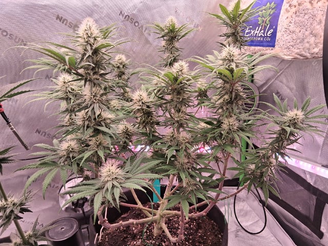 fruity pebbles, cap junky — flower, day 86