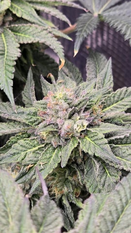 mc nuggets r1 — flower, day 85