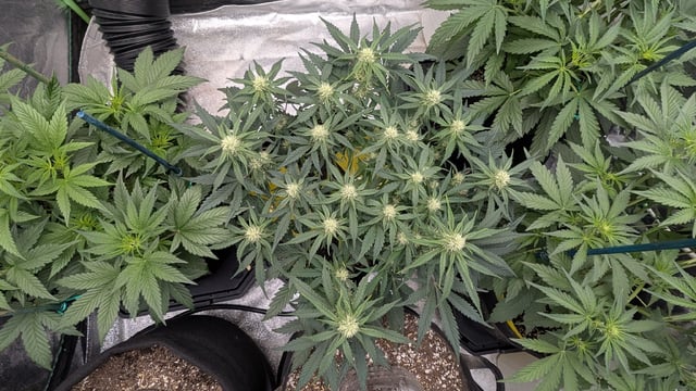 Perpetual Autoflower Mixed Grow #3 — vegetative, day 36