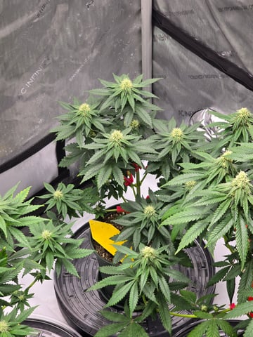Homegrown - 🍒 🥧 & GSC Auto, 🚀 Seeds 🍌 Buttercups  — flower, day 56