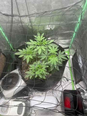 indoor trellis tie down  — vegetative, day 62