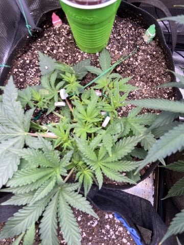 My First Grow