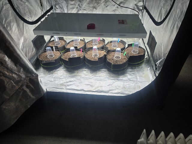 Autos AGAIN — germination, day 2