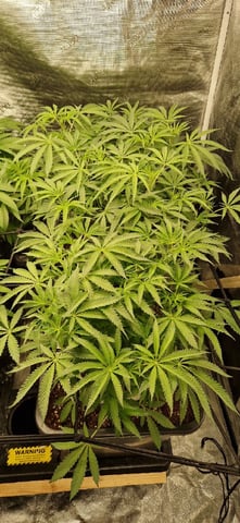 Indigo Saphirex2 And Slush Mint Cake X2 — flower, day 64
