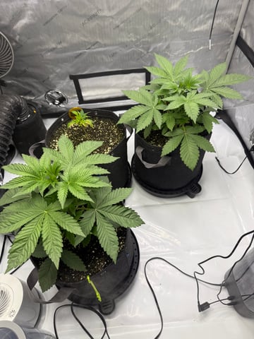 Indoor | Summer ‘26
