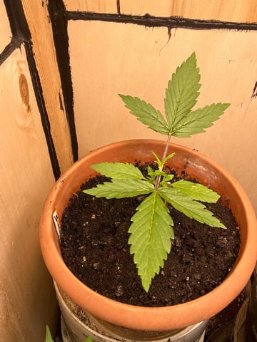 easy bud auto & nothern lights auto — vegetative, day 19