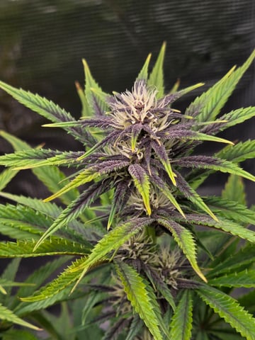 second grow — flower, day 49