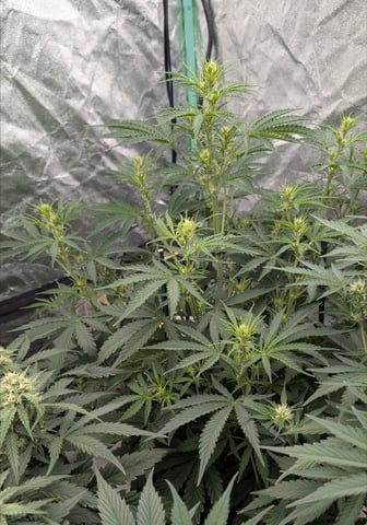 Perpetual Autoflower Mixed Grow #3 — vegetative, day 42