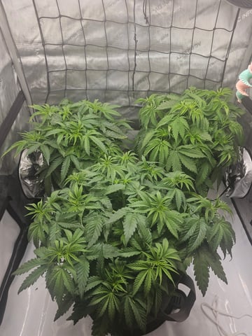 ethos genetics  — vegetative, day 36