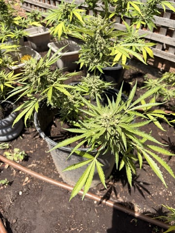 Muliflex — flower, day 92