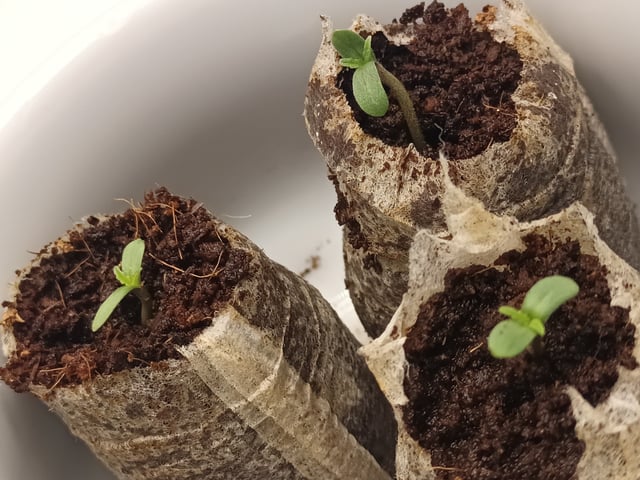 Last girls got kicked. — germination, day 1