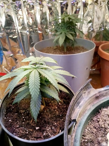Jack hearer/Jack the ripper? — vegetative, day 47
