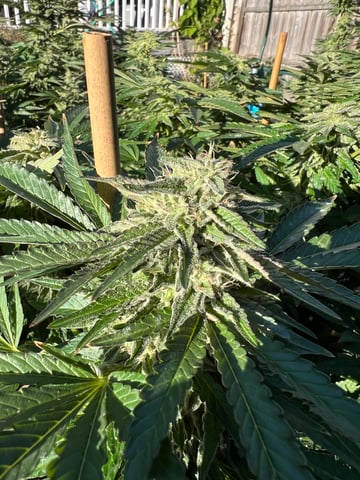 Hindu Kush — flower, day 57