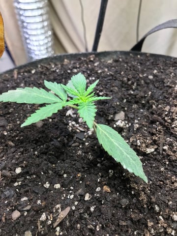 autos — germination, day 84