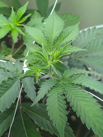 Audrey III — vegetative, day 67