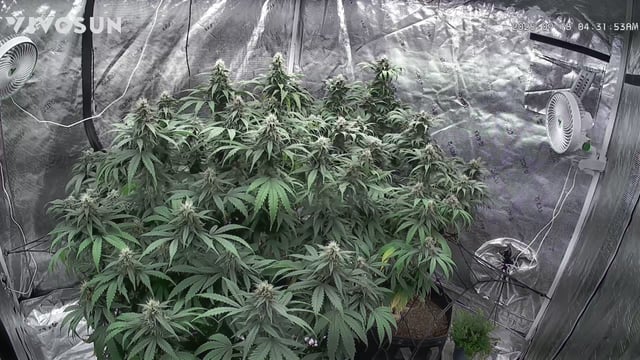 outdoor start/indoor 2025 — flower, day 186