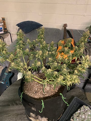Amnesia Haze (First Ever Grow) — harvest, day 137