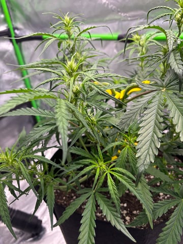 Fall 2025 Grow — vegetative, day 34