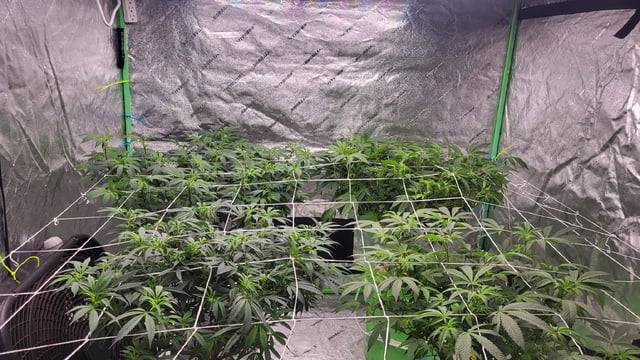 1st grow indoors(cardboard box to 2x2x4 to 5x5x6) — flower, day 89